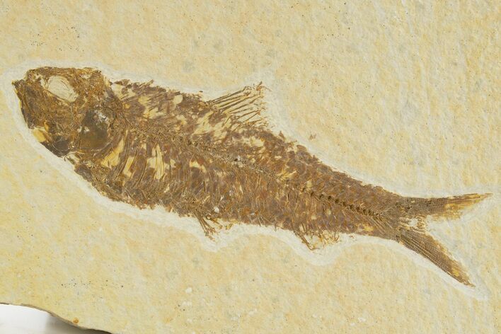 Detailed Fossil Fish (Knightia) - Wyoming #331068
